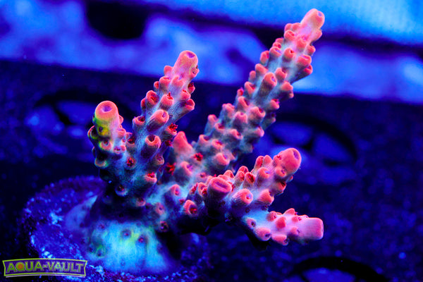 CB Maleficent Acro