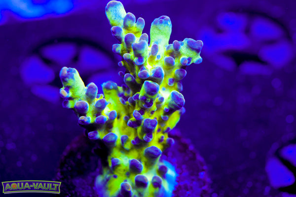 ORA Pearlberry Acro