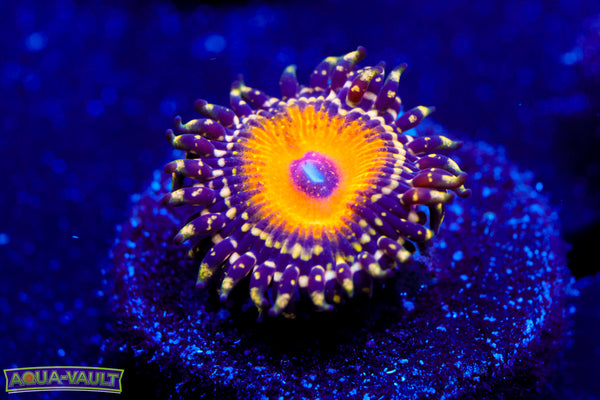 God Beast Zoa