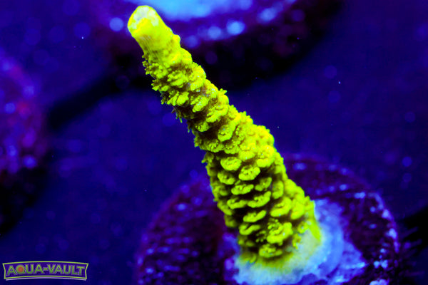 Raising Reef Sunrise Milli  Acro