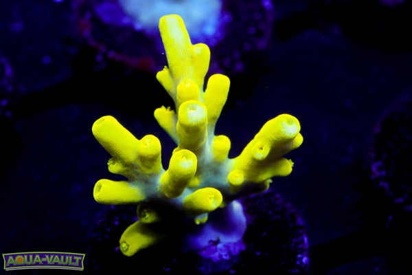 WWC Yoda Acro