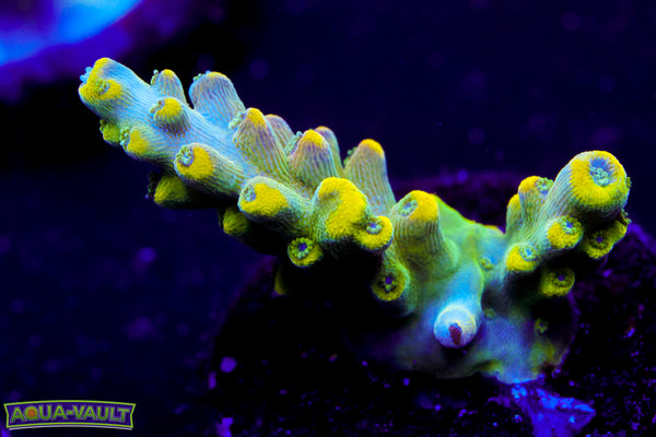 Candyland Acro