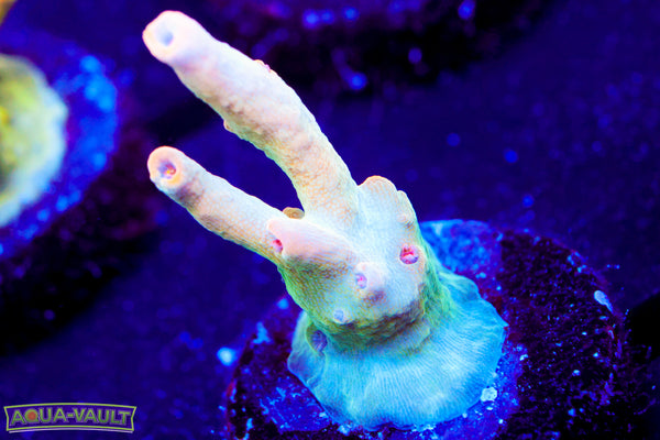Greg’s Unicorn Acro