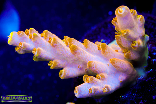 CB Golden Jawdropper Acro