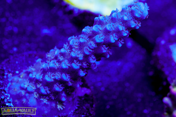 TSA Blue Slimer Acro