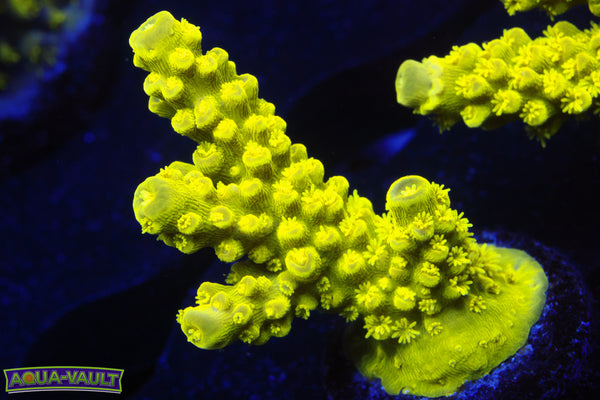 Nuclear Bali Green Slimer  Acro