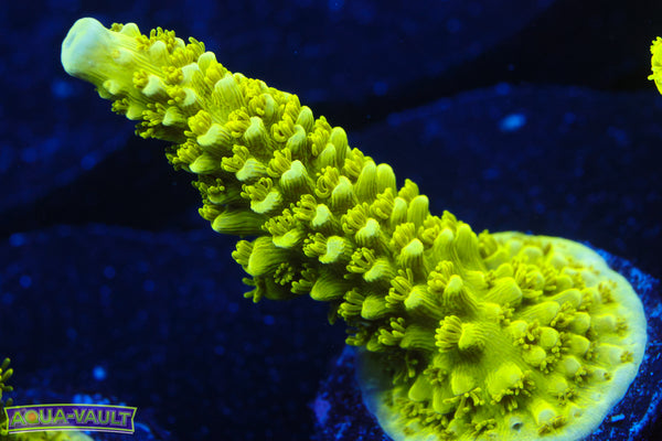 Bali Green Slimer  Acro