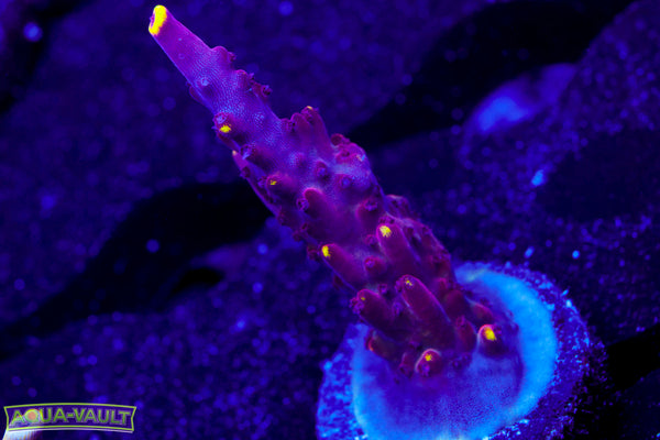 JF Foxflame Acro