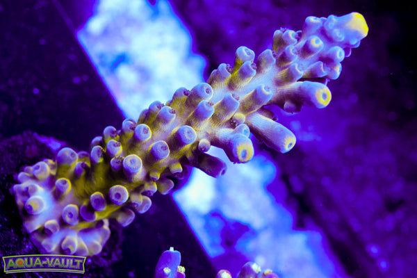 Nick's Purple Passion Acro