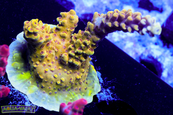 Grafted Jackfruit Acro