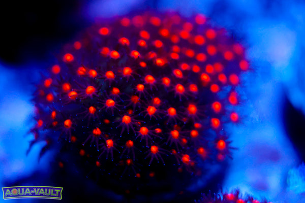 JF Sunset Stylocoeniella