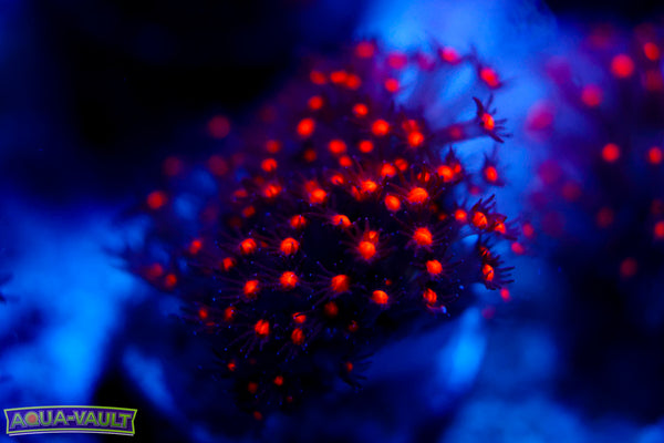 JF Sunset Stylocoeniella