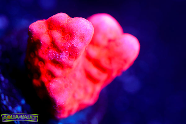 Montipora Setosa