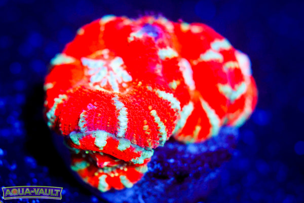 Peppermint Asian Acan