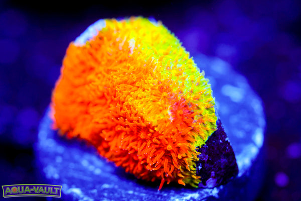 Neon Psammocora