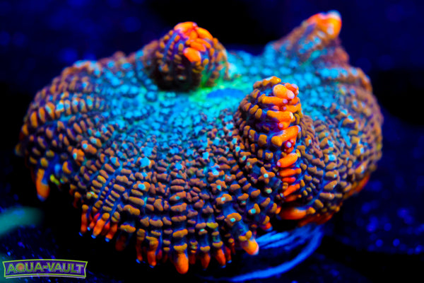 Orange Mushroom