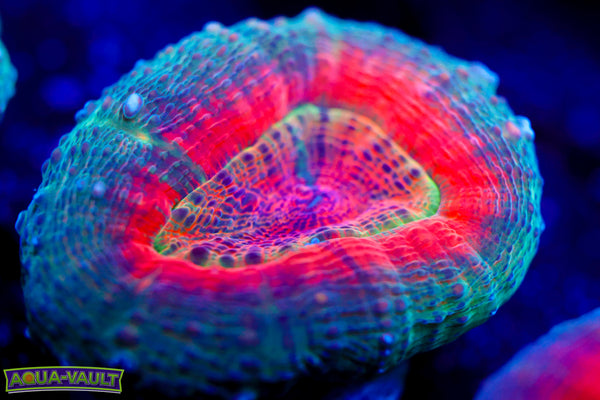 Dyno Awakening Lobo Aquacultured