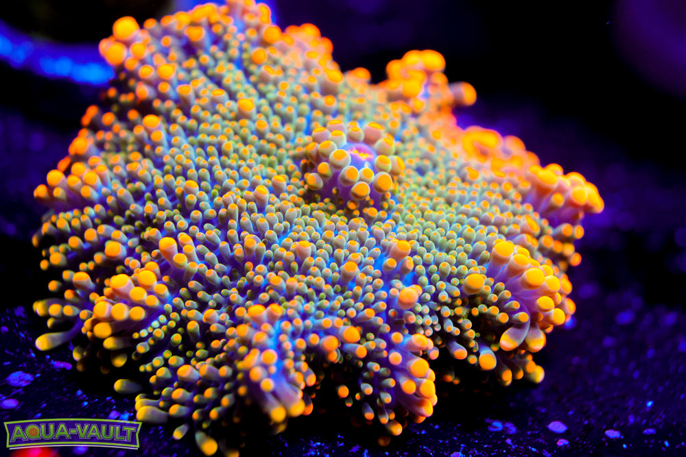 GOLD XL Yuma Mushroom