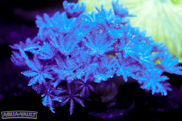 Pulsing Xenia