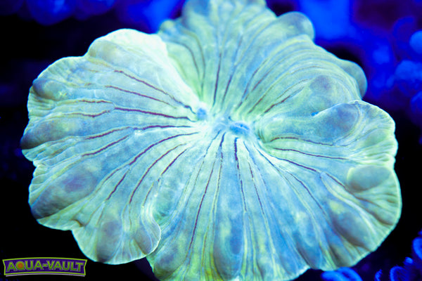 Green Fox Coral