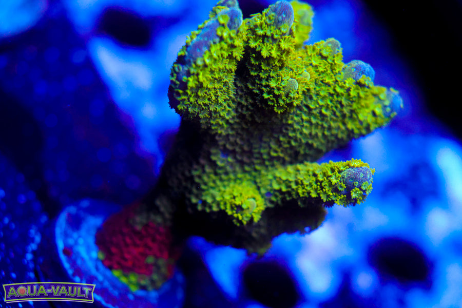 WWC Contraband Digitata