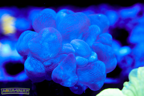 Bubble Coral Small