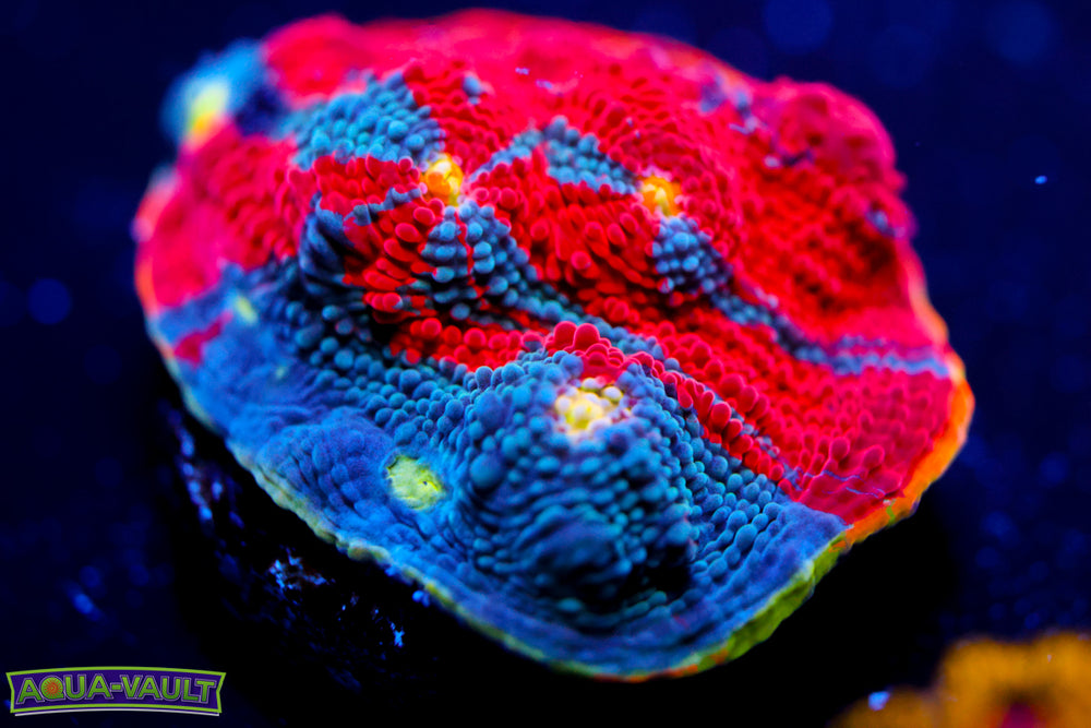 Rainbow Jelly Bean Chalice 1"
