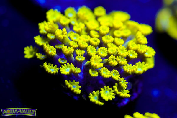 CV Grouch Mini Alveopora