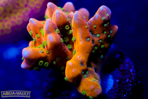 RRC Tropicana Anacropora