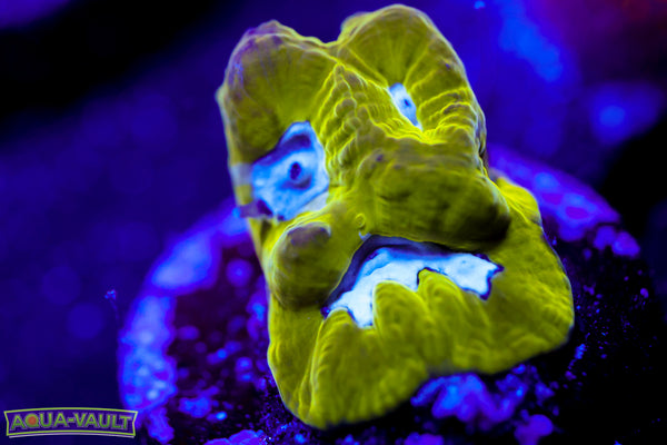 Flubber Favia