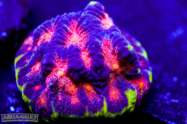 CV Rainbow Venom Favia