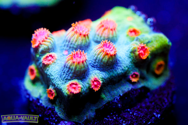 ECC Candyland Cyphastrea