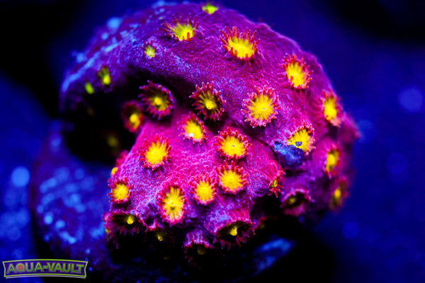 Bling Bling Cyphastrea