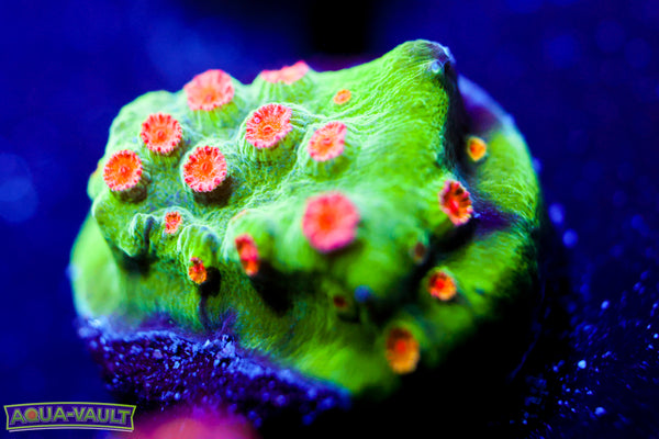 Jingle Bells Cyphastrea