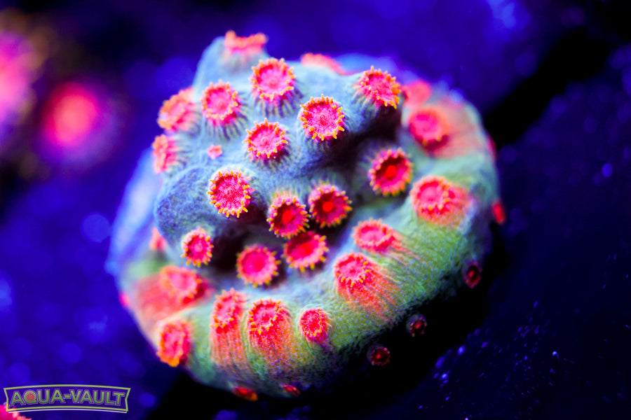 ECC Candyland Cyphastrea