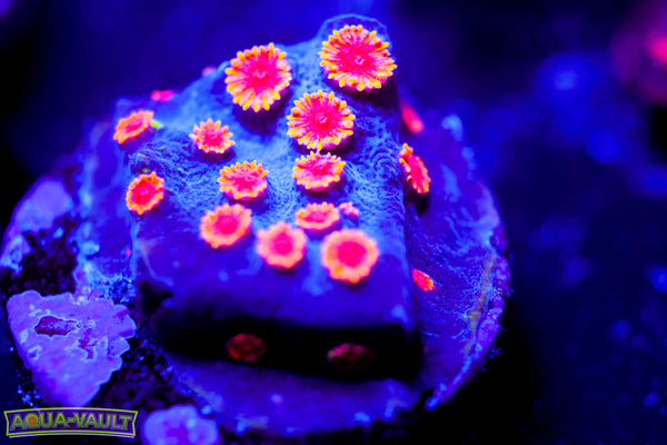 WWC Bizarro Cyphastrea