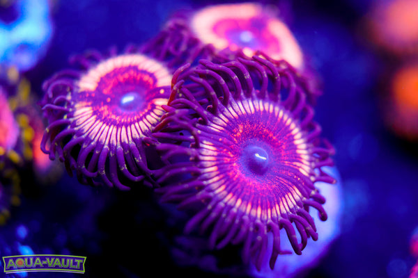 Chocolate Vampire Zoa
