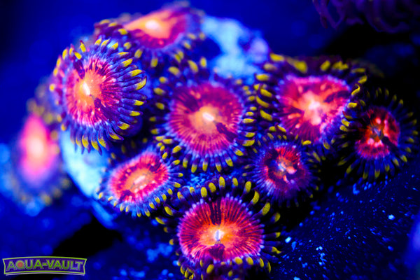 Nirvana Zoa