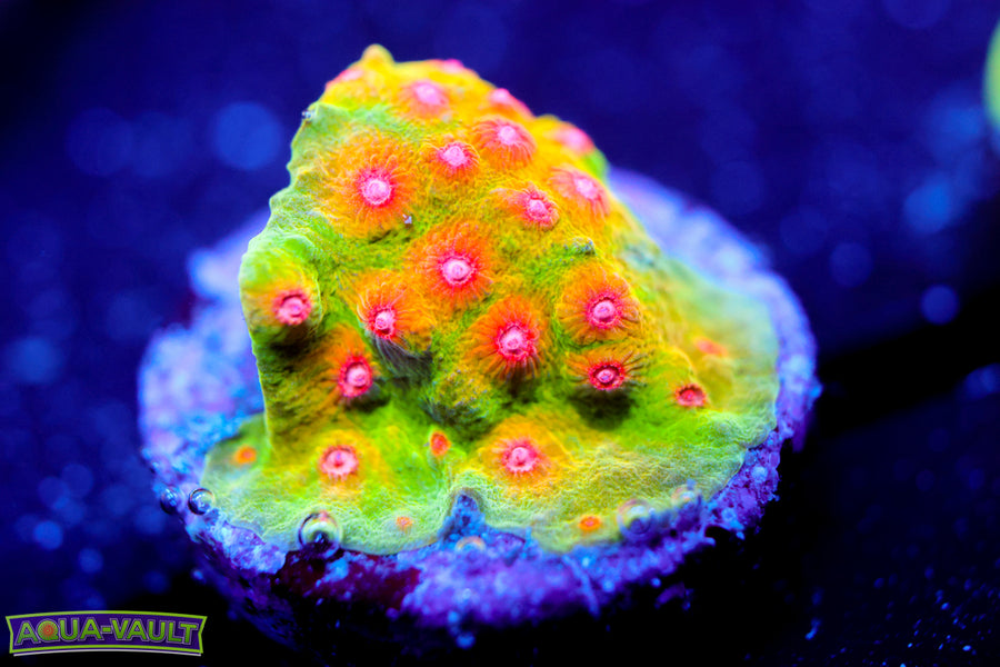 CV Dip n' Dots Cyphastrea