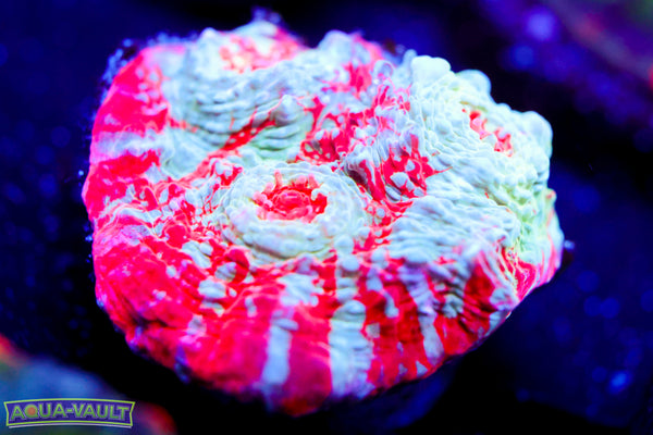Lava Eruption Chalice