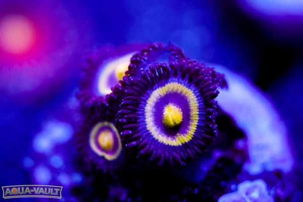 UC Shapeshifter Zoa