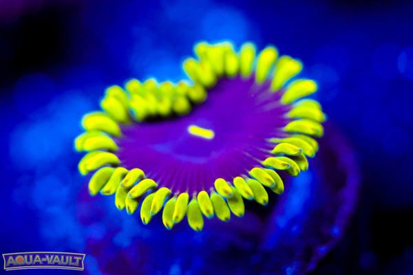 CV Tree House Zoa