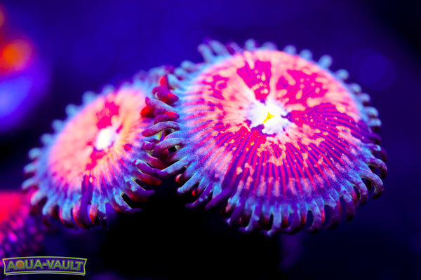 White Zombie Zoa