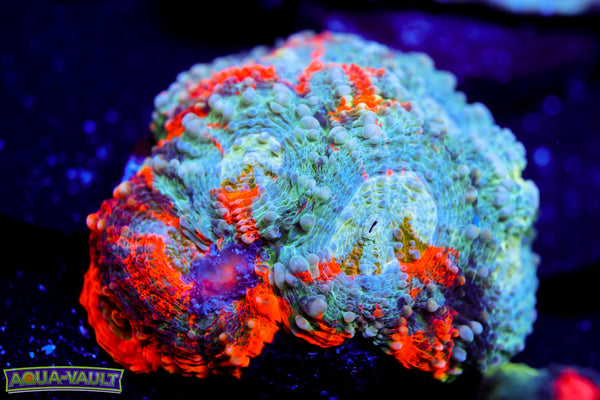 Rainbow Echinata