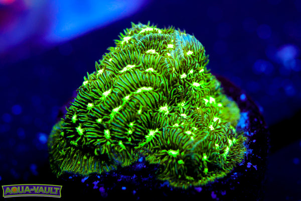 Frogskin Lepto