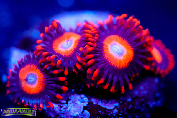 Orange Oxide Zoa