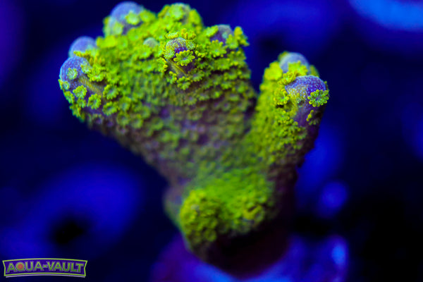 Green Digitata