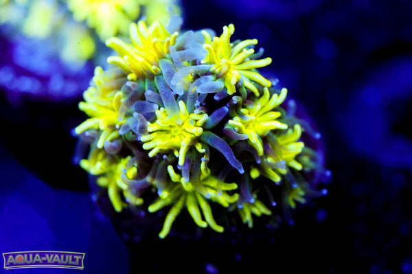 Neon Galaxea