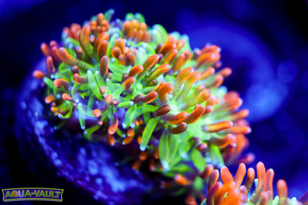 Marigold Galaxea