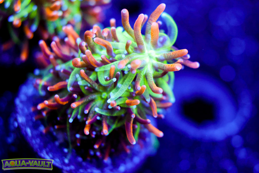 Marigold Galaxea